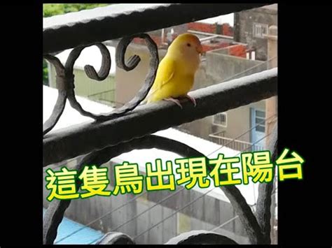 家裡飛來一隻鳥|家中飛鳥玄機解析